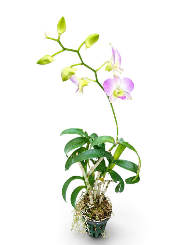 Dendrobium Orchid – Rainbow Bicolor indoor plant in a pot
