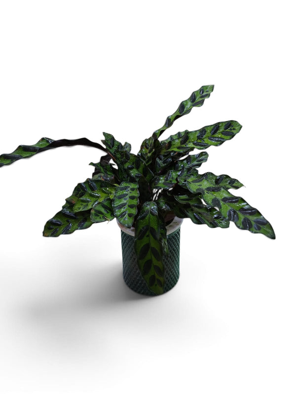 Calathea Rattlesnake (Goeppertia insignis) indoor plant in a pot
