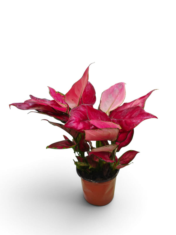 Aglaonema Red Valentine indoor plant in a pot