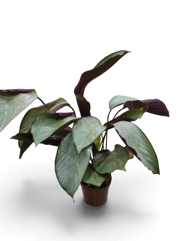 Calathea Roseopicta (Dark Form) indoor plant in a pot