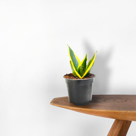 Snake Plant Gold Dwarf in grow pot