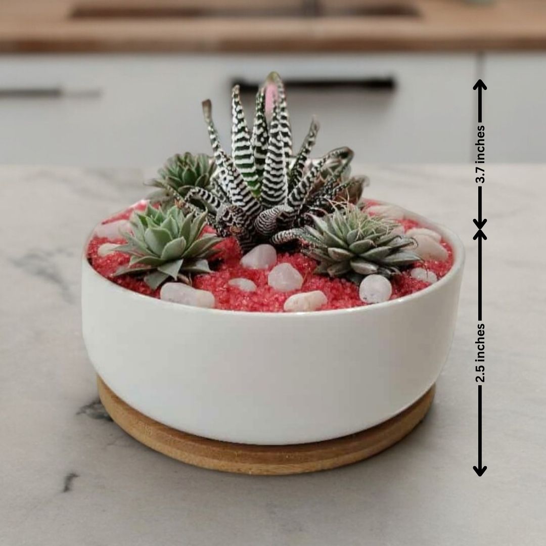 Succulent Plants in Round-Shaped Planter with Tray