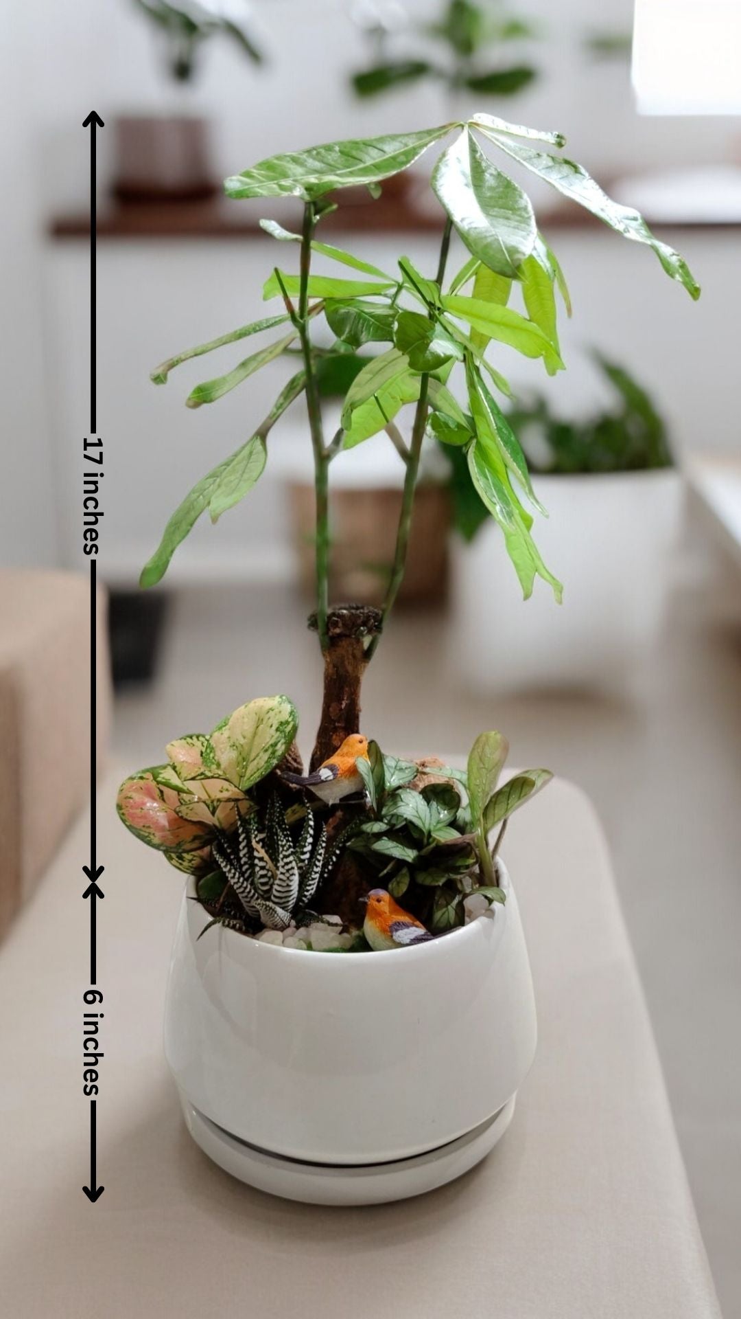 Succulent plants with Ceramic planter with Tray