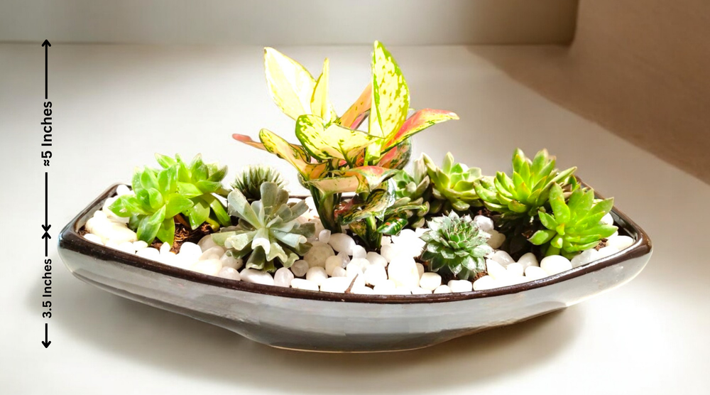about succulent plants In bangalore