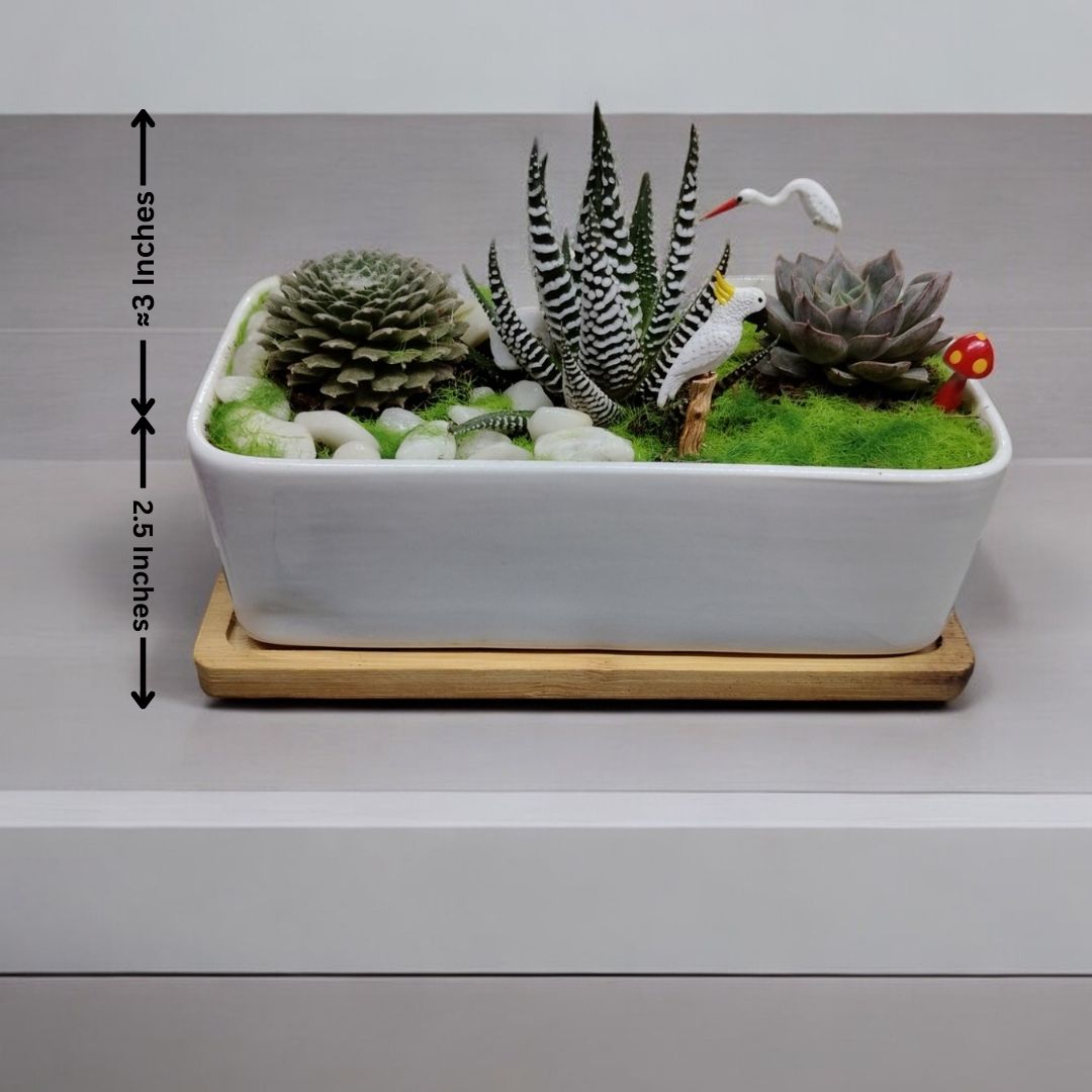 succulent plants in ceramic pots In Bangalore