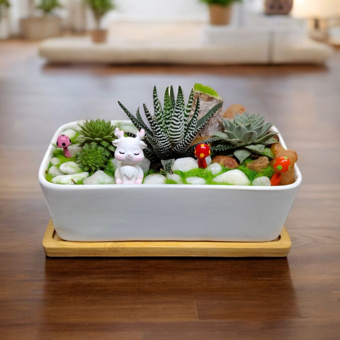 succulent planters In Bangalore