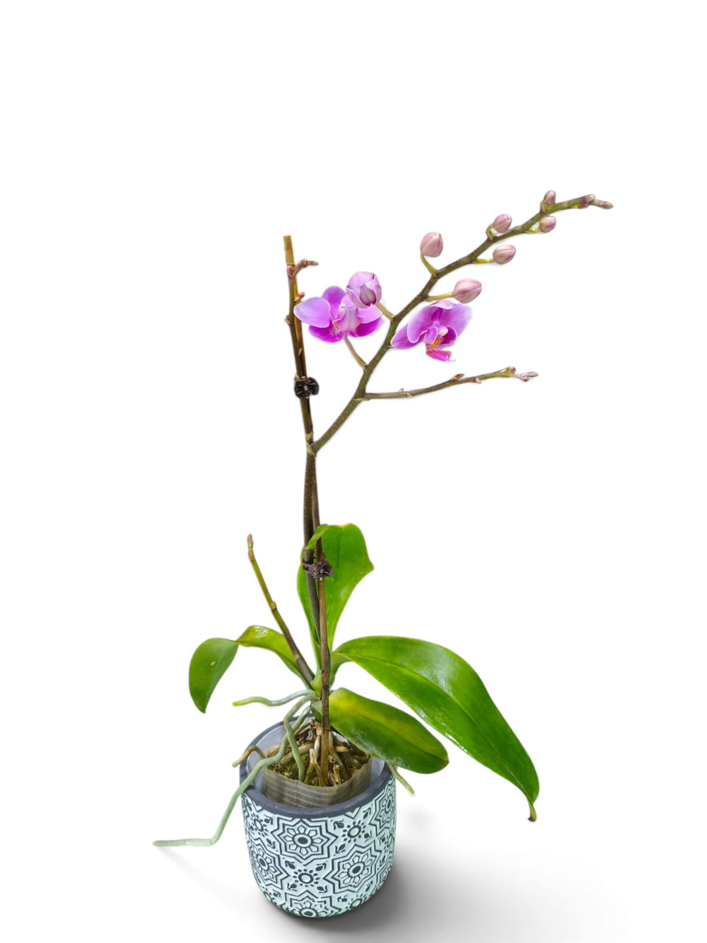 Dendrobium Orchid – Violet Charm indoor plant in a pot – styled in home decor