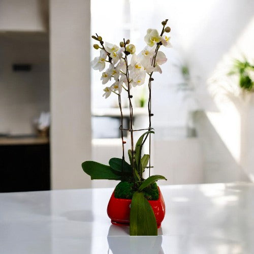 are orchid plants toxic to cats in Bangalore