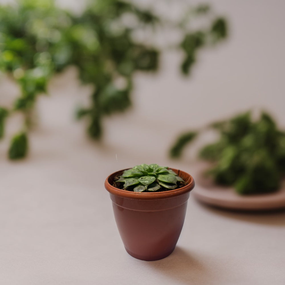 Mini Succulent Plant 1