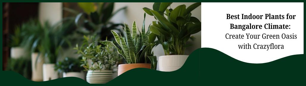 Best Indoor Plants for Bangalore Climate: Create Your Green Oasis with Crazyflora