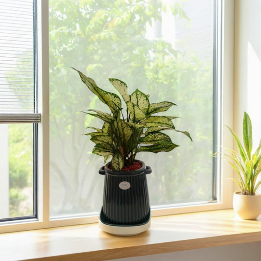A patterned Aglaonema plant in a dark ceramic pot on a sunny windowsill, illustrating houseplant botany