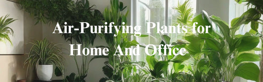 Air-Purifying Plants for Home and Office: Your Guide to Cleaner, Healthier Air