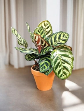 A patterned Calathea plant in a terracotta pot styled in front of soft curtains, an example of interiors plant styling