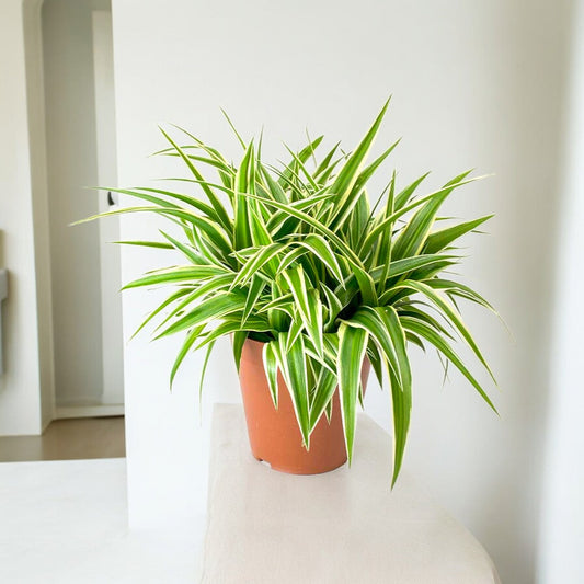 Spider plant with arching green and white striped leaves in a terracotta pot, a forgiving beginner plant