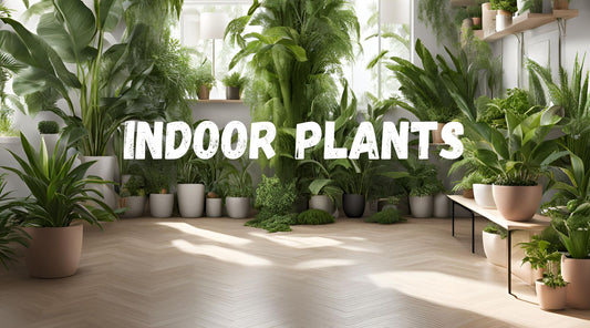 The Green Revolution: Transforming Homes with Indoor Plants in Bangalore