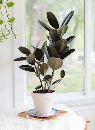 A calm rubber plant in a white ceramic pot beside a sunny window, styled for a slow-living home