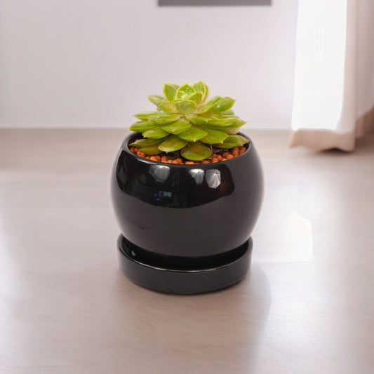 A small succulent in a round black ceramic pot on a light wooden floor, styled as a studio shelf shot