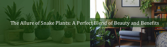 The Allure of Snake Plants: A Perfect Blend of Beauty and Benefits