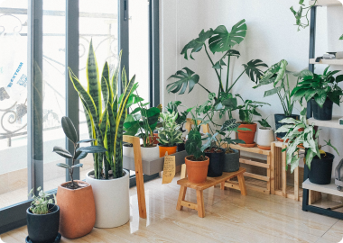 The house plants