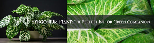 Syngonium Plant: The Perfect Indoor Green Companion