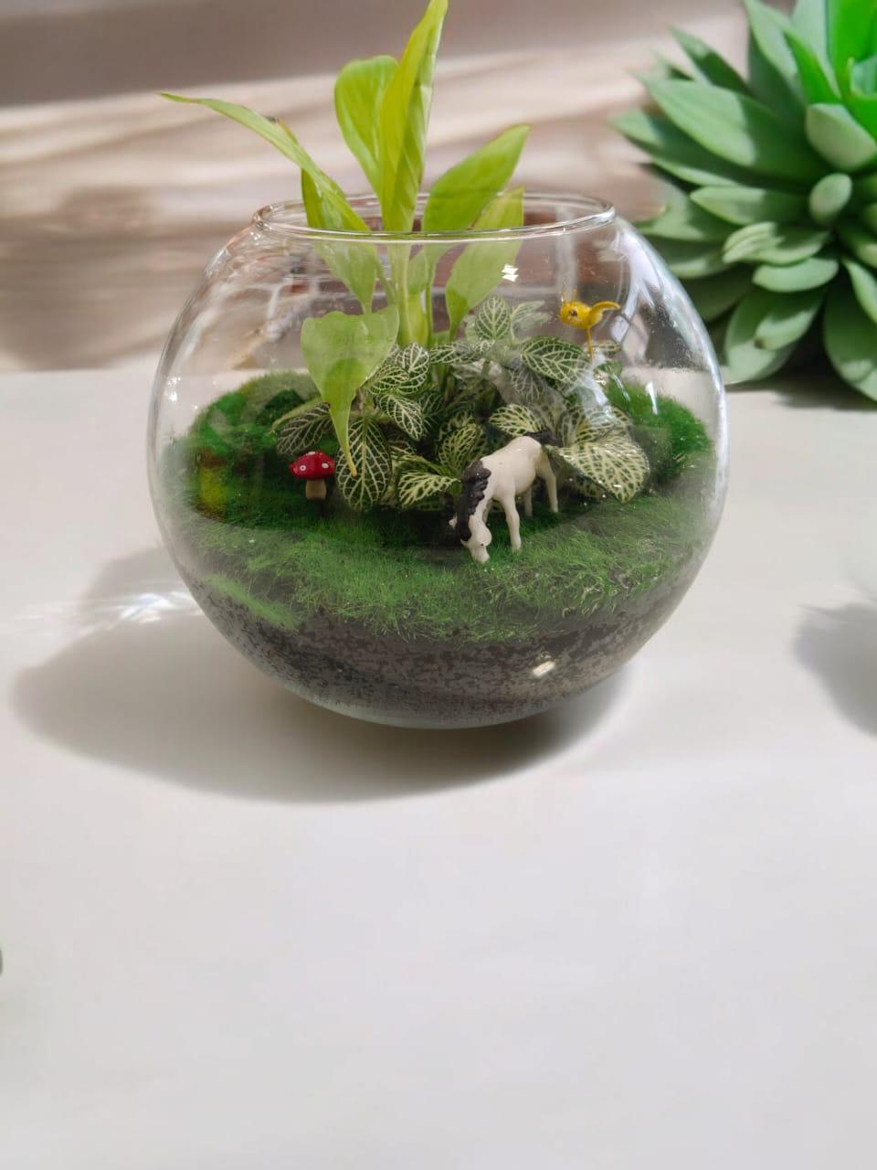 Closed Terrariums