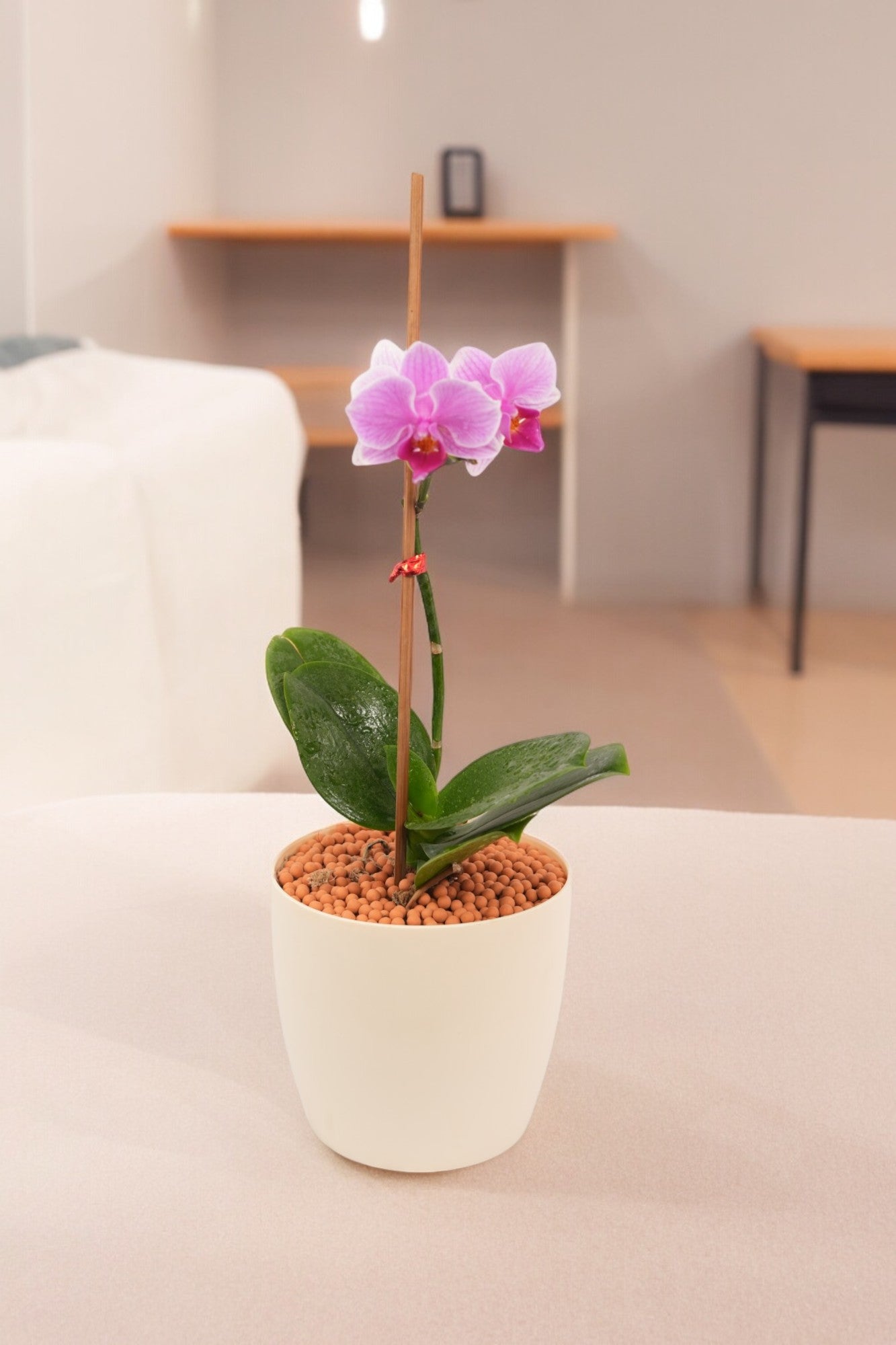 Phalaenopsis Plants