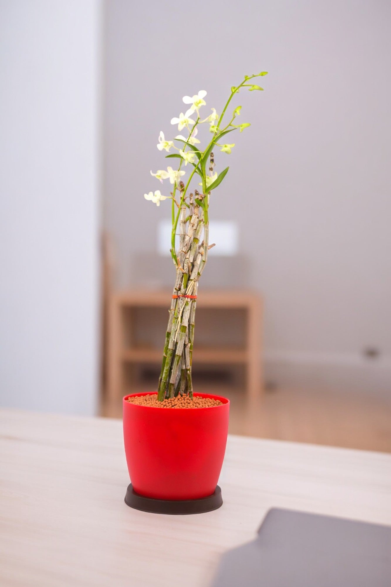 Dendrobium Orchid Plants