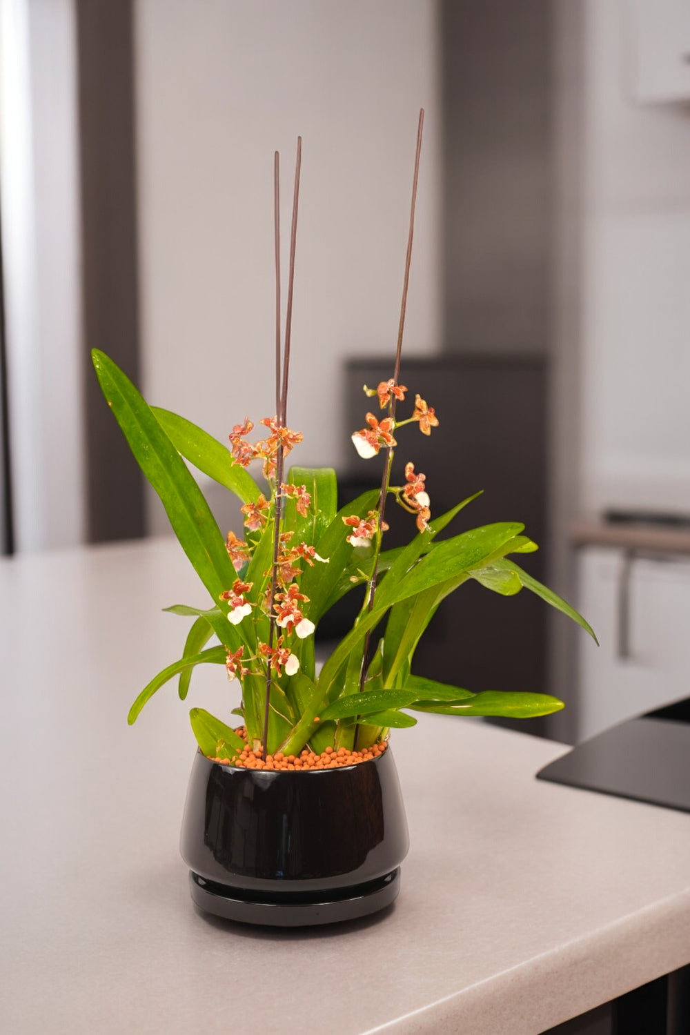 Orchids