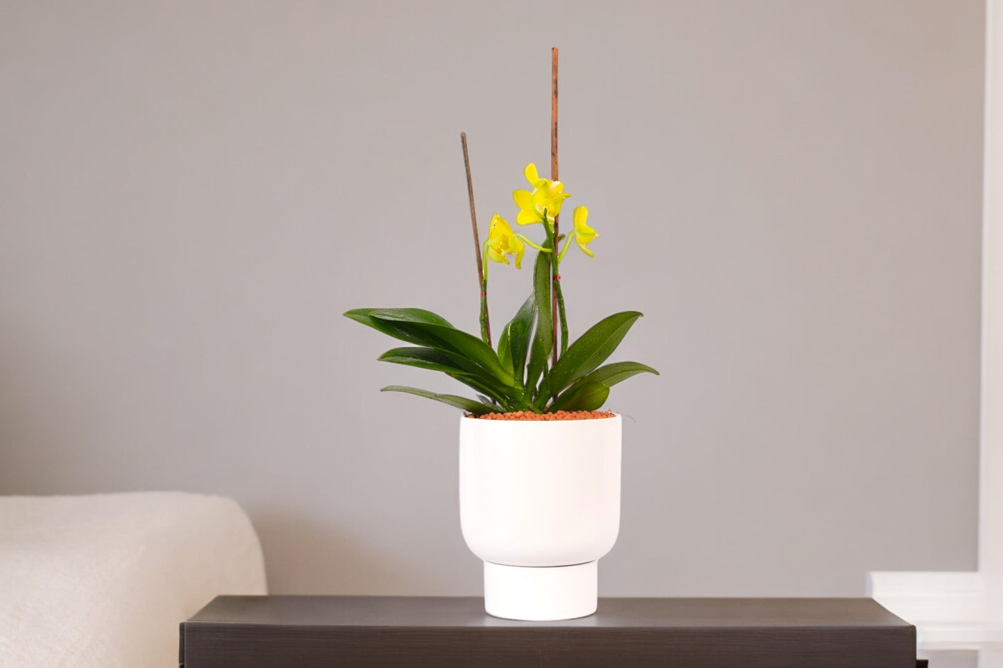 Phalaenopsis Plants