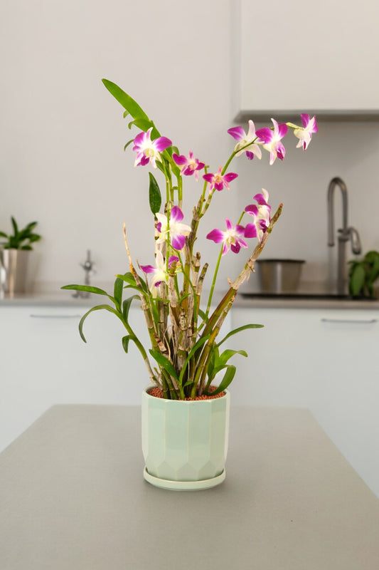 Dendrobium Orchid Plants(2+ Plants)