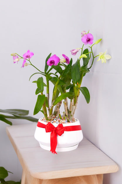 Dendrobium Orchid Plants