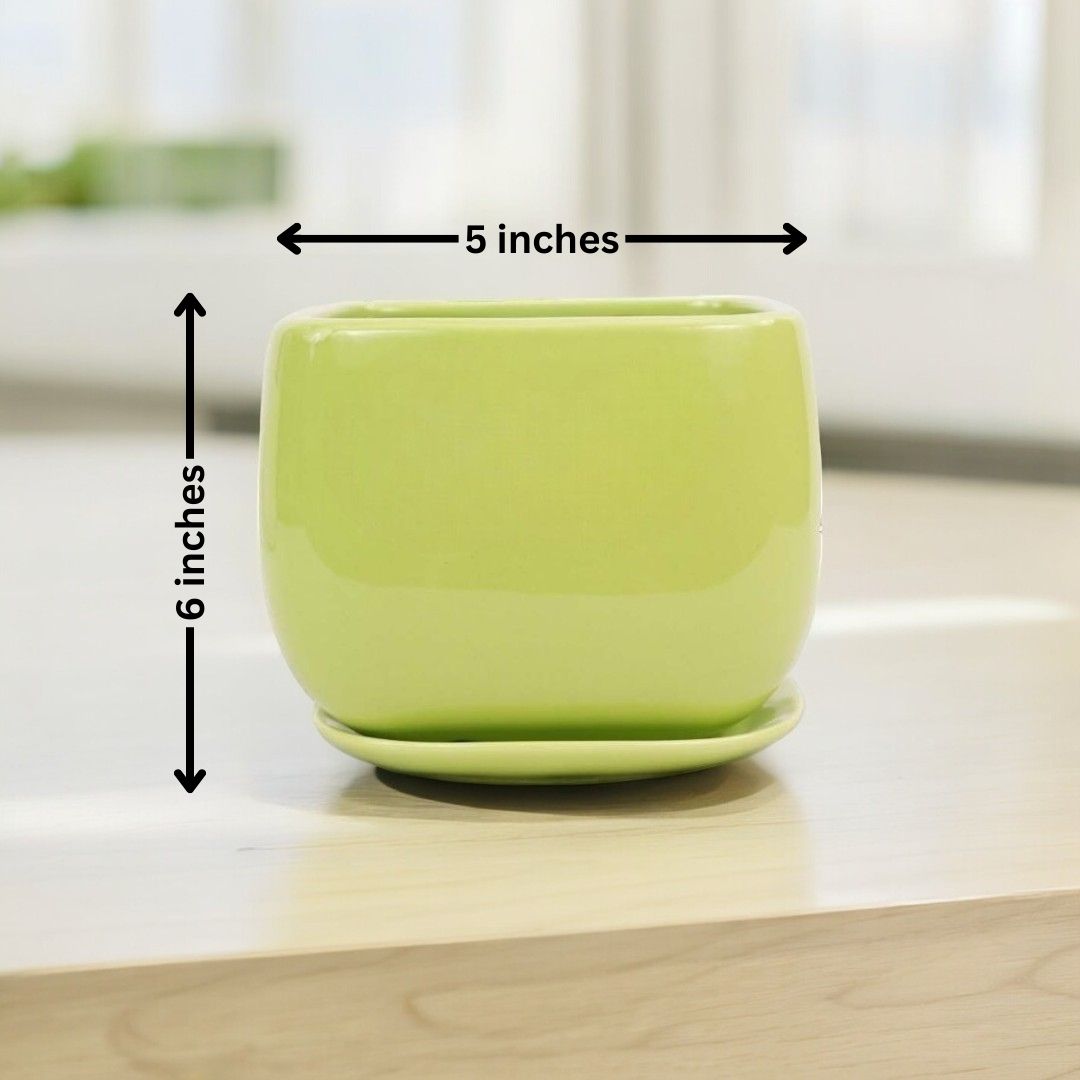 Apple Square Pot With Tray