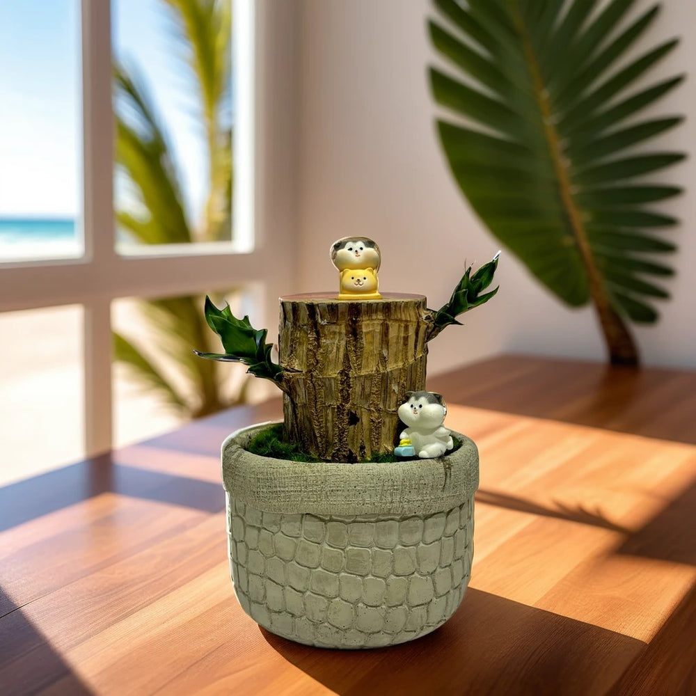 Feng Shui Brazilian Wood Plant with Cement Planter