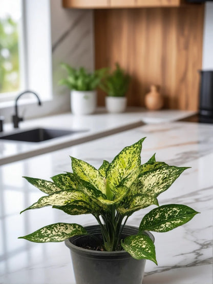 Aglaonema Snow White