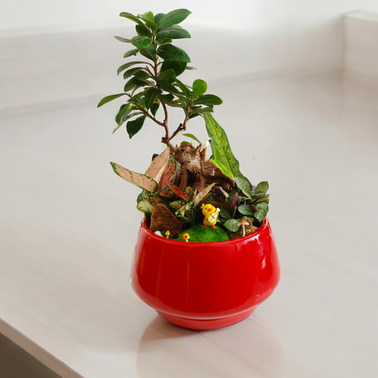 Designer planter with Bonsai