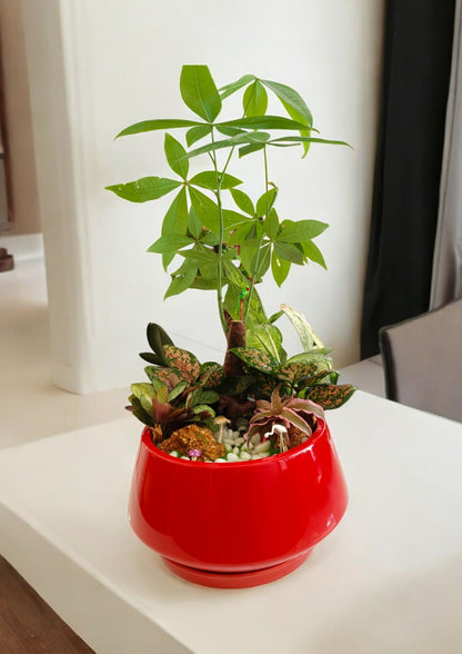 Designer planter with  Bonsai