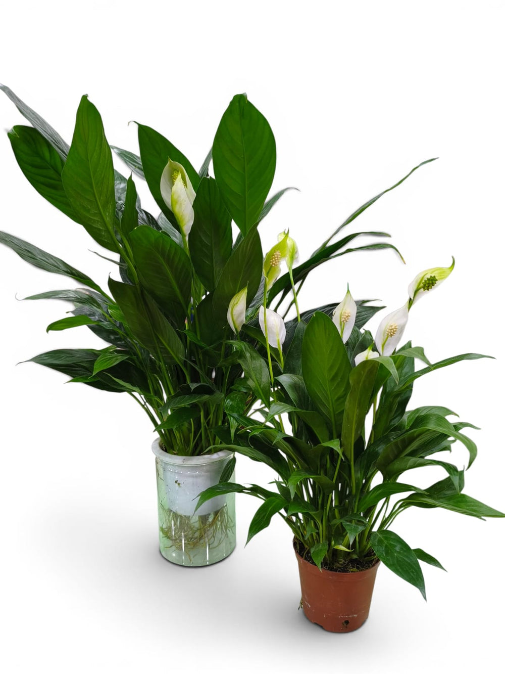 Peace Lily (Spathiphyllum wallisii)