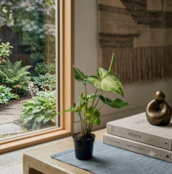 Syngonium Plant