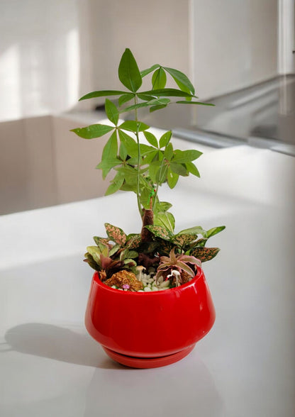 Designer planter with  Bonsai