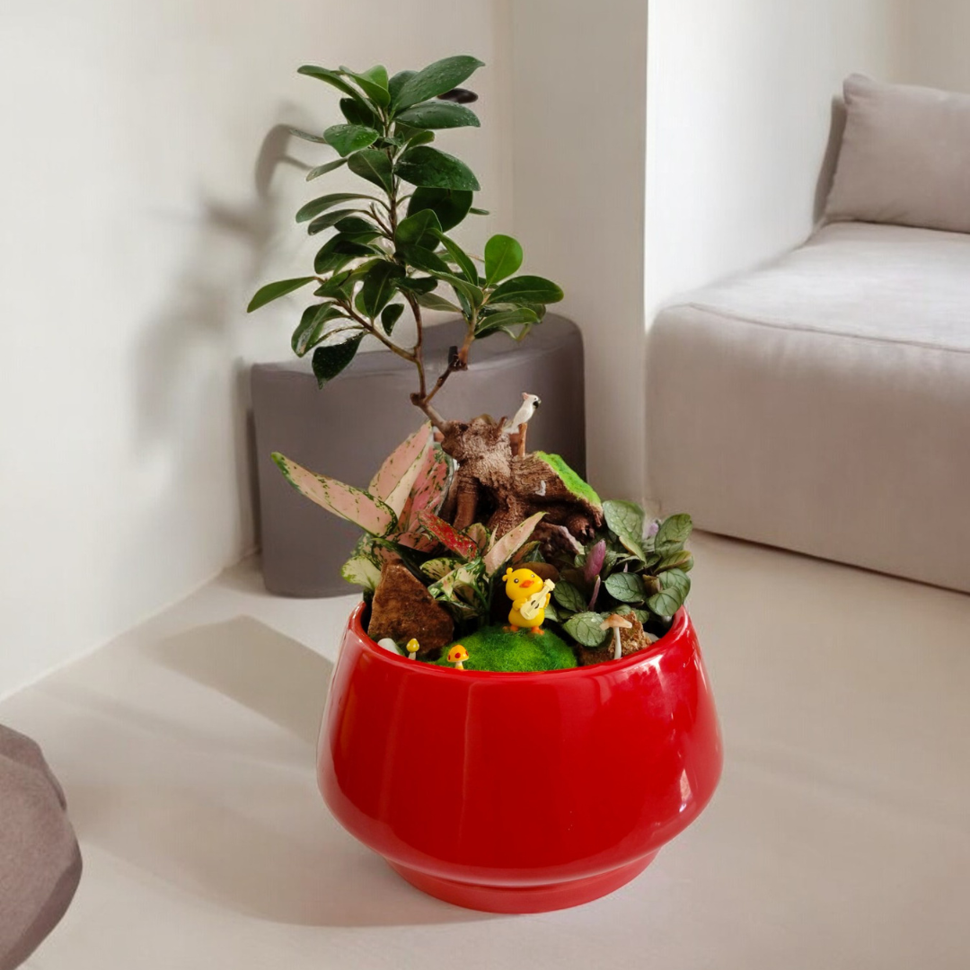 Designer planter with Bonsai