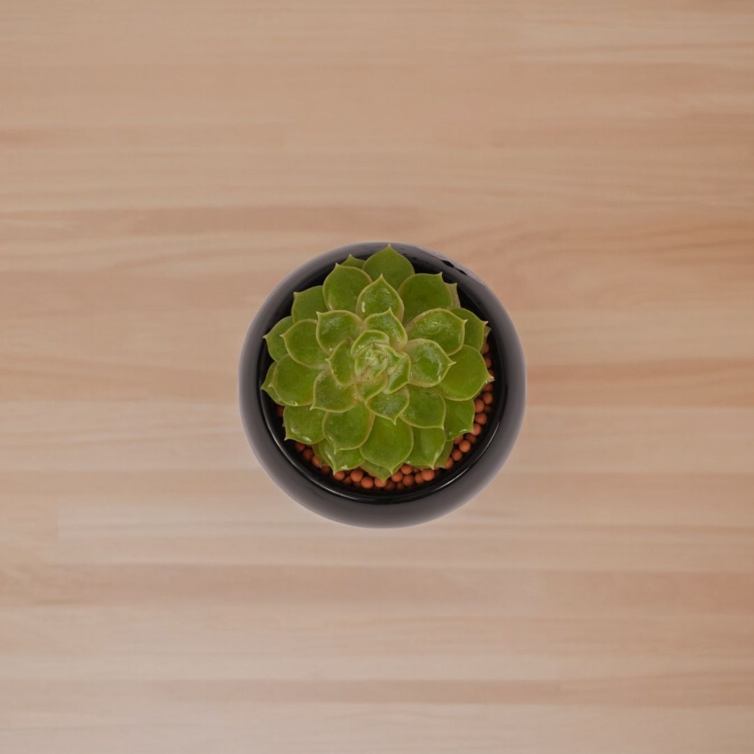 Succulent Plant