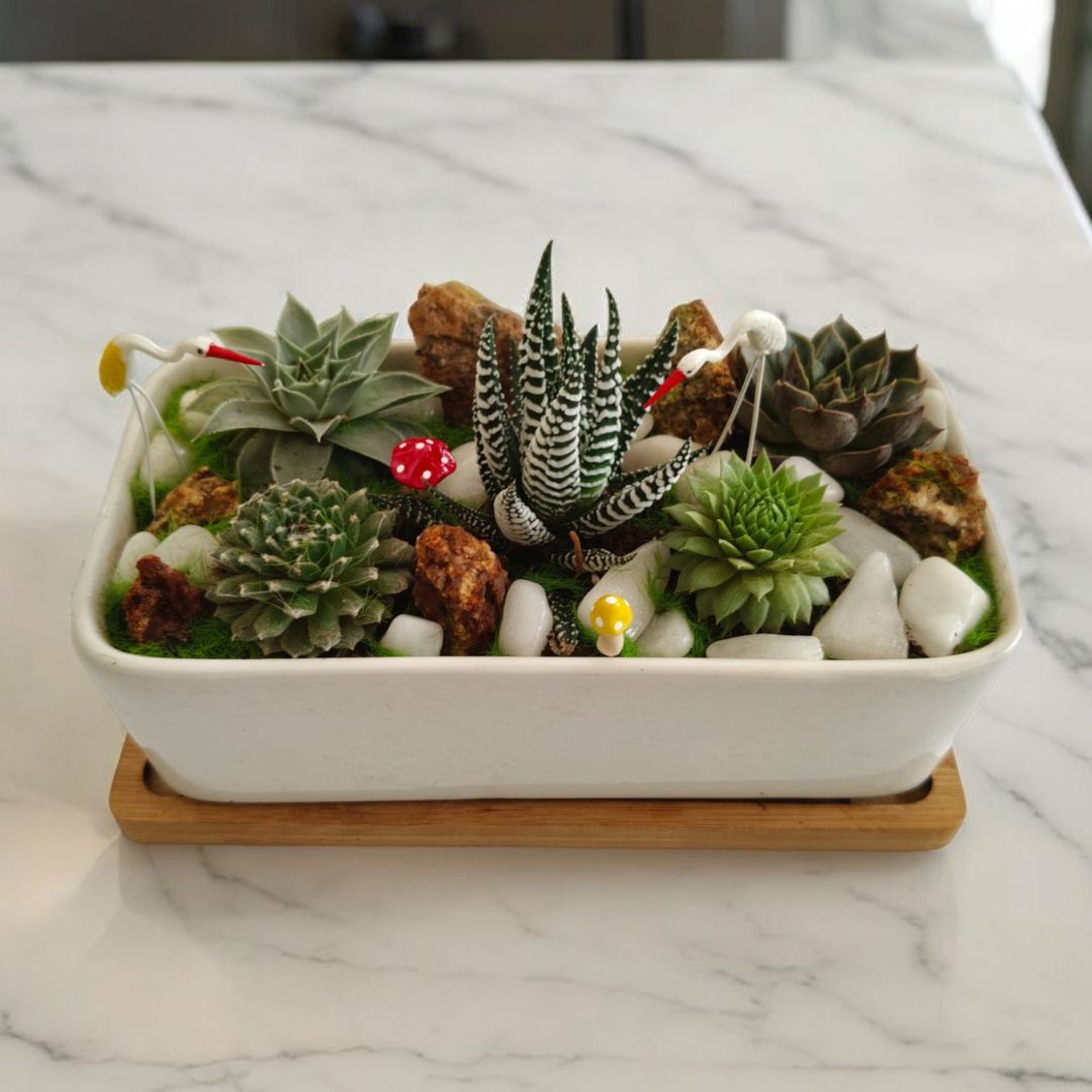 Designer planter with  Succulents