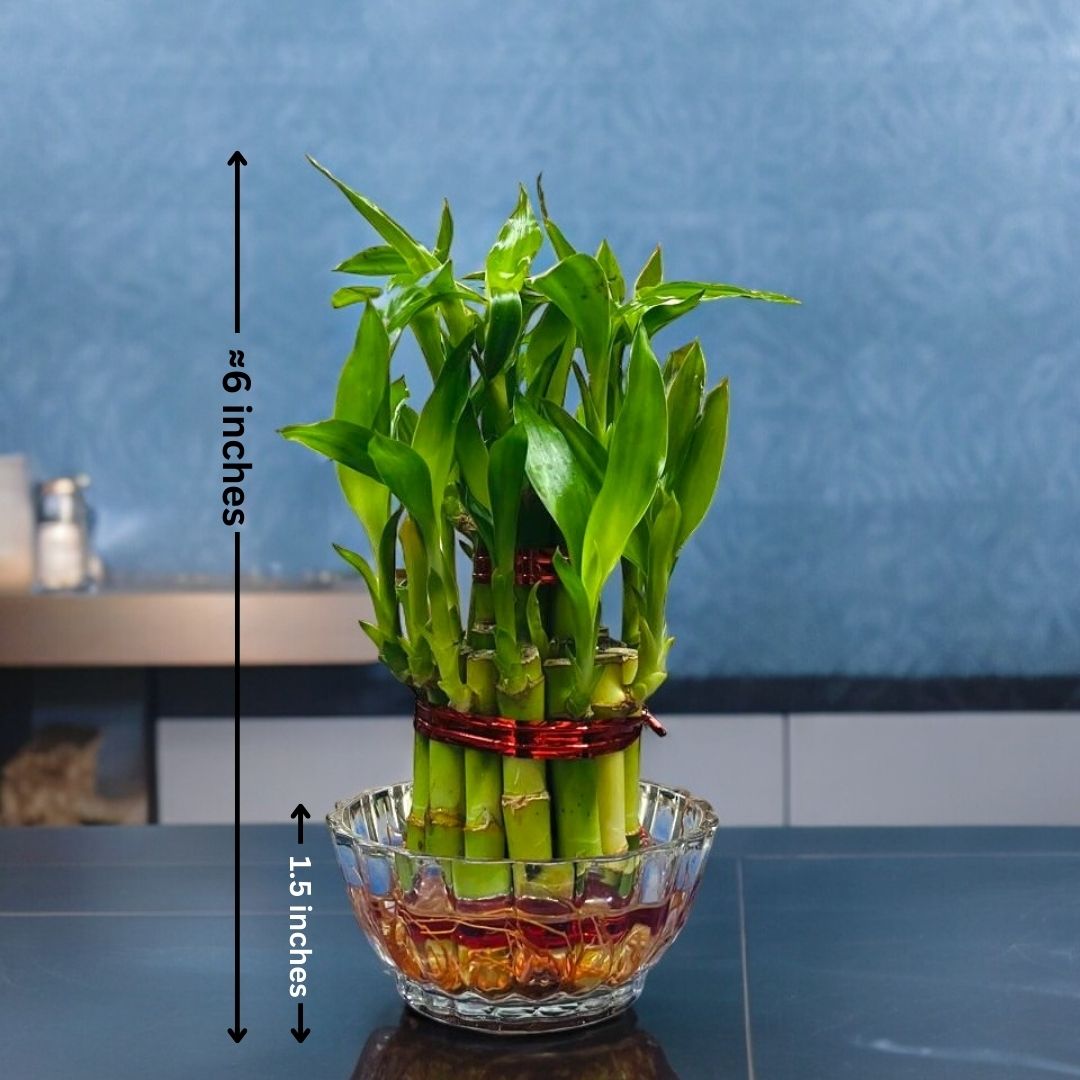 2 layer lucky bamboo plant benefits 