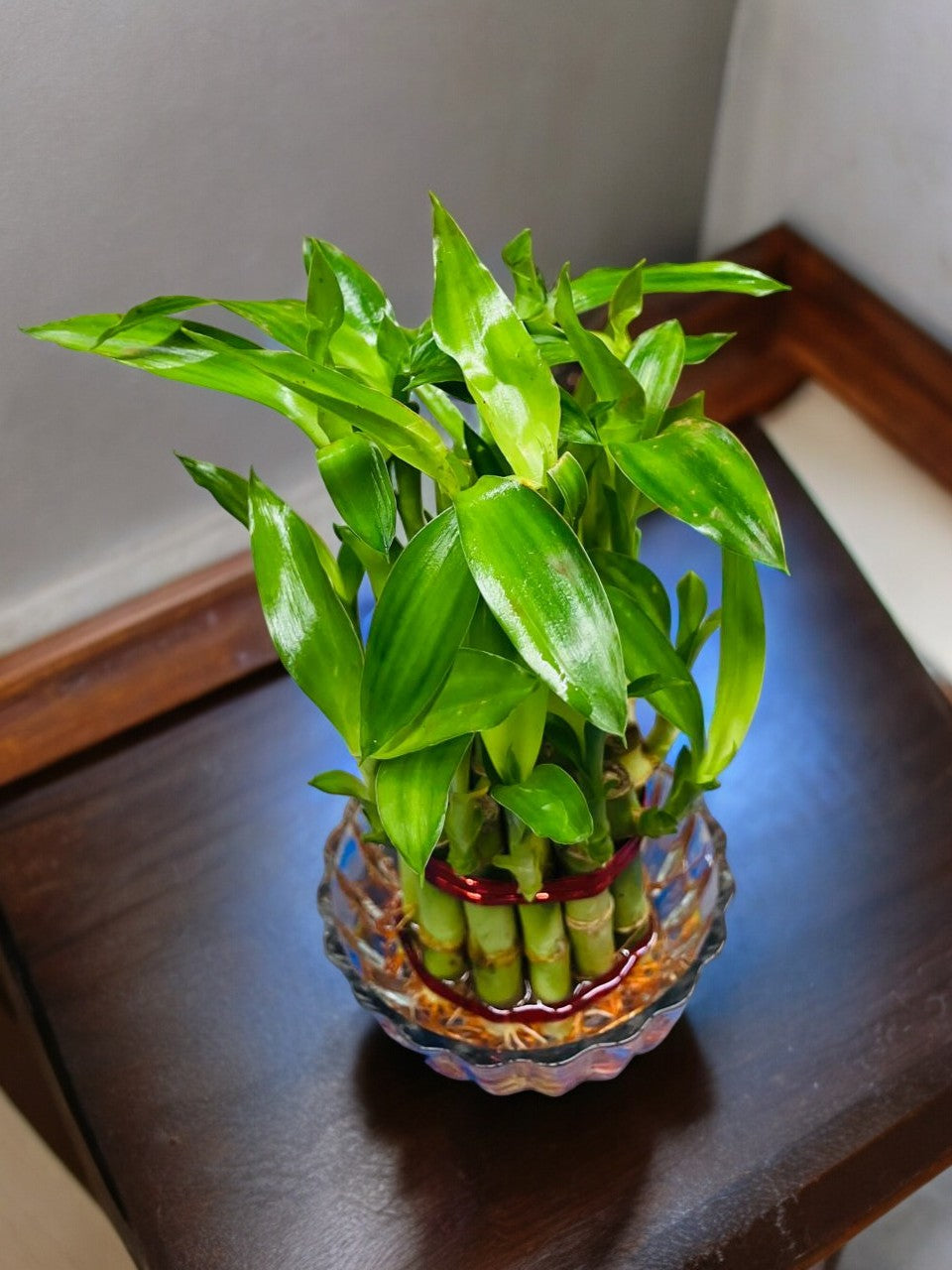 indoor plants