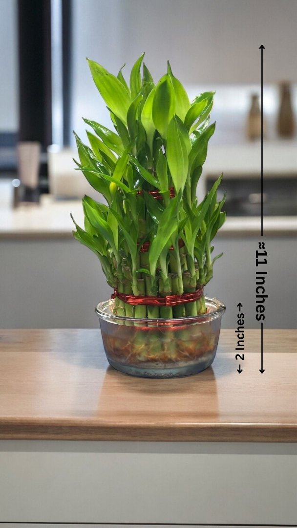 3 layer lucky bamboo plant price In Bangalore 