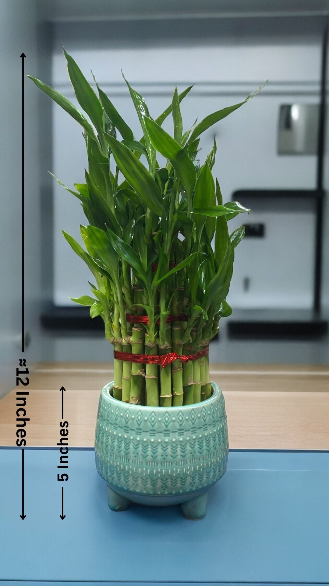 3 layer lucky bamboo plant benefits 