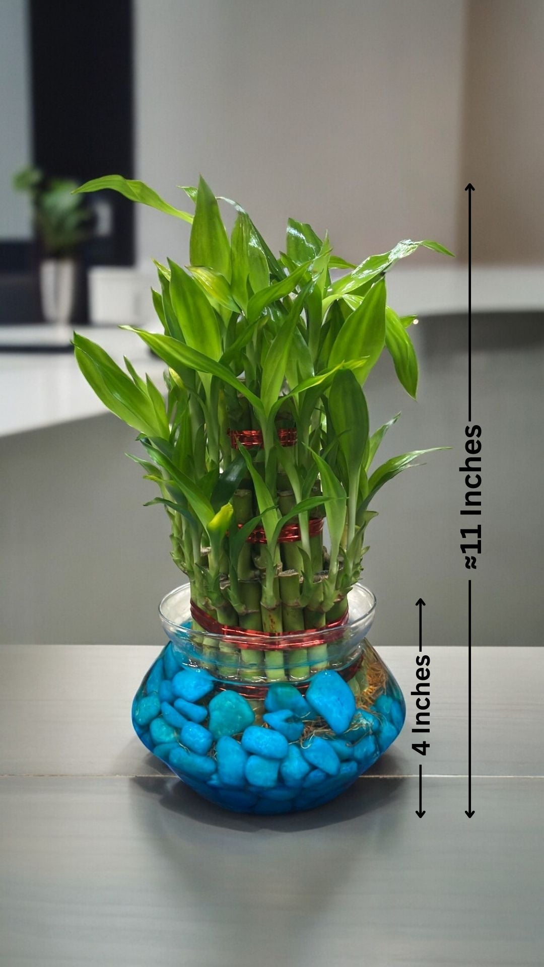 3 layer lucky bamboo plant online Near bangalore 