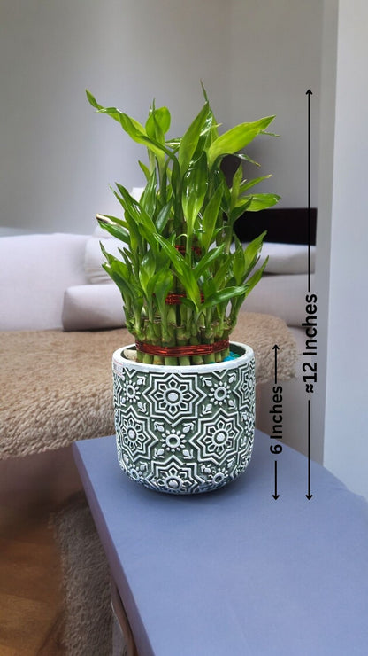 3 layer lucky bamboo plant benefits 