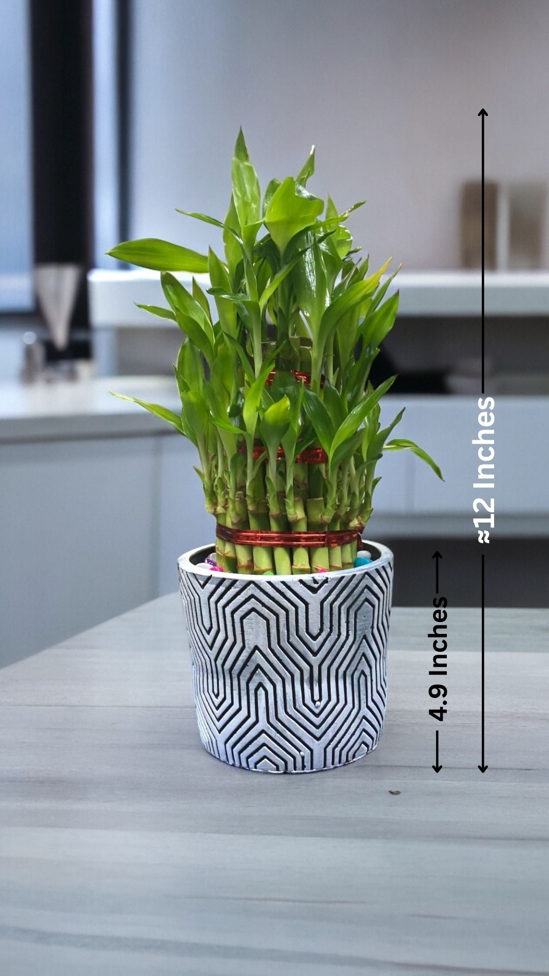 designer cement pots in bangalore 