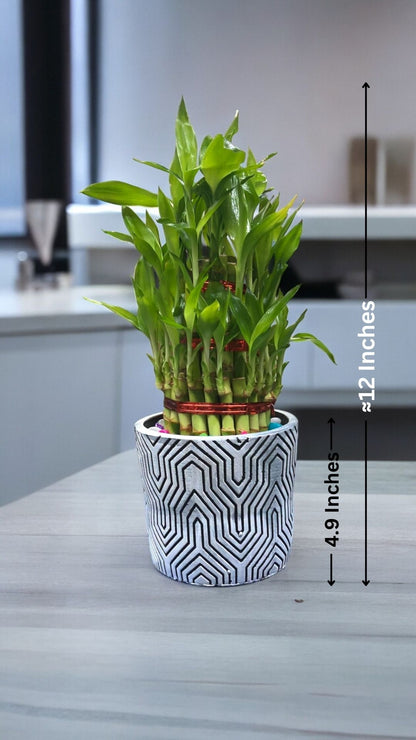  Indoor plant in Bangalore